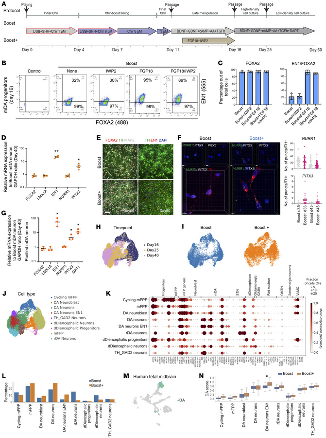 FGF18 and IWP2 at neurogenic conversion induce improved yield of mDA neu...