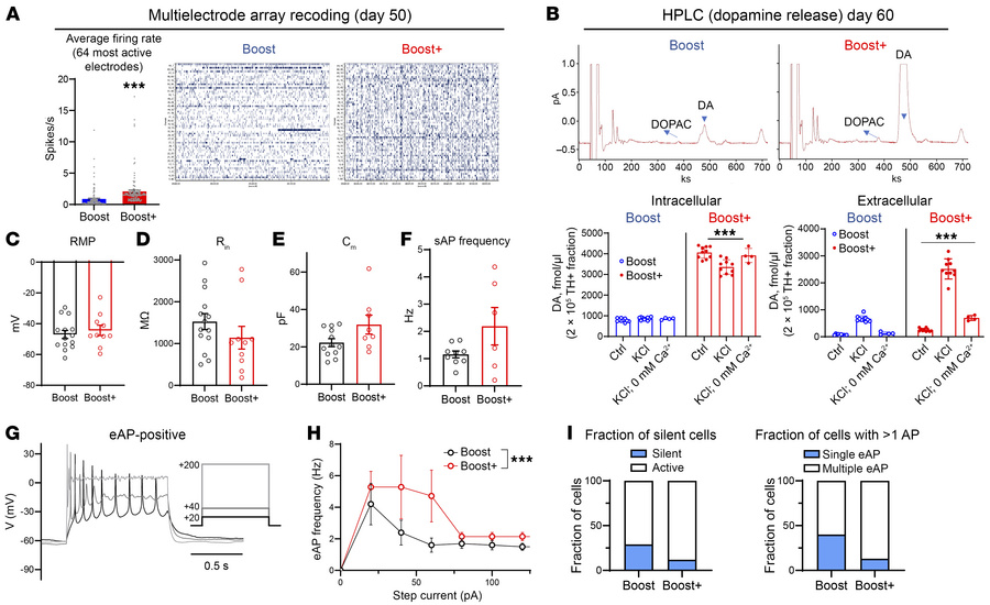 Improved dopaminergic function of Boost+ mDA neurons in vitro.
(A) High-...