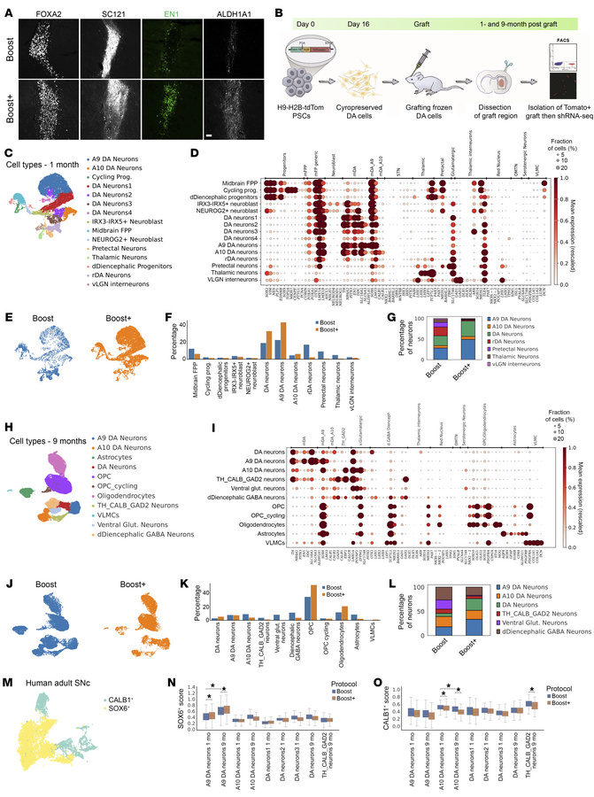 In vivo cell type composition by snRNA-seq.
(A) Representative microscop...