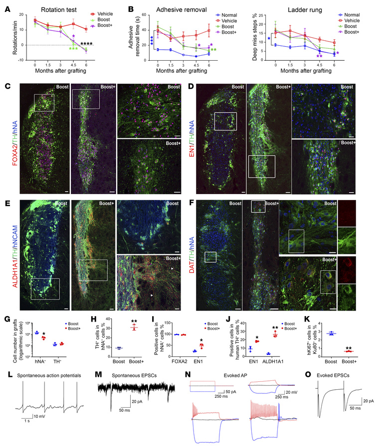 In vivo functional characterization in unilateral 6-OHDA-induced Parkins...