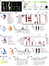 In vivo cell type composition by snRNA-seq.