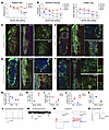 In vivo functional characterization in unilateral 6-OHDA-induced Parkinsoni
