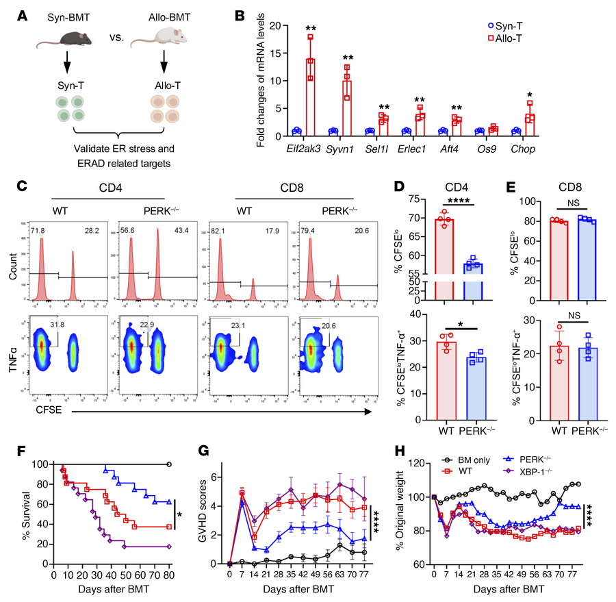 PERK but not XBP1 positively regulates T cell allogeneic responses and G...