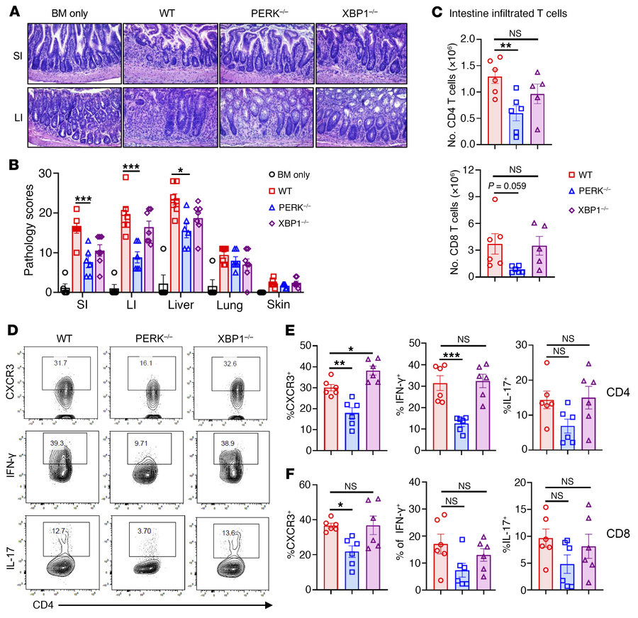 PERK-deficient T cells have reduced ability to induce GVHD and different...