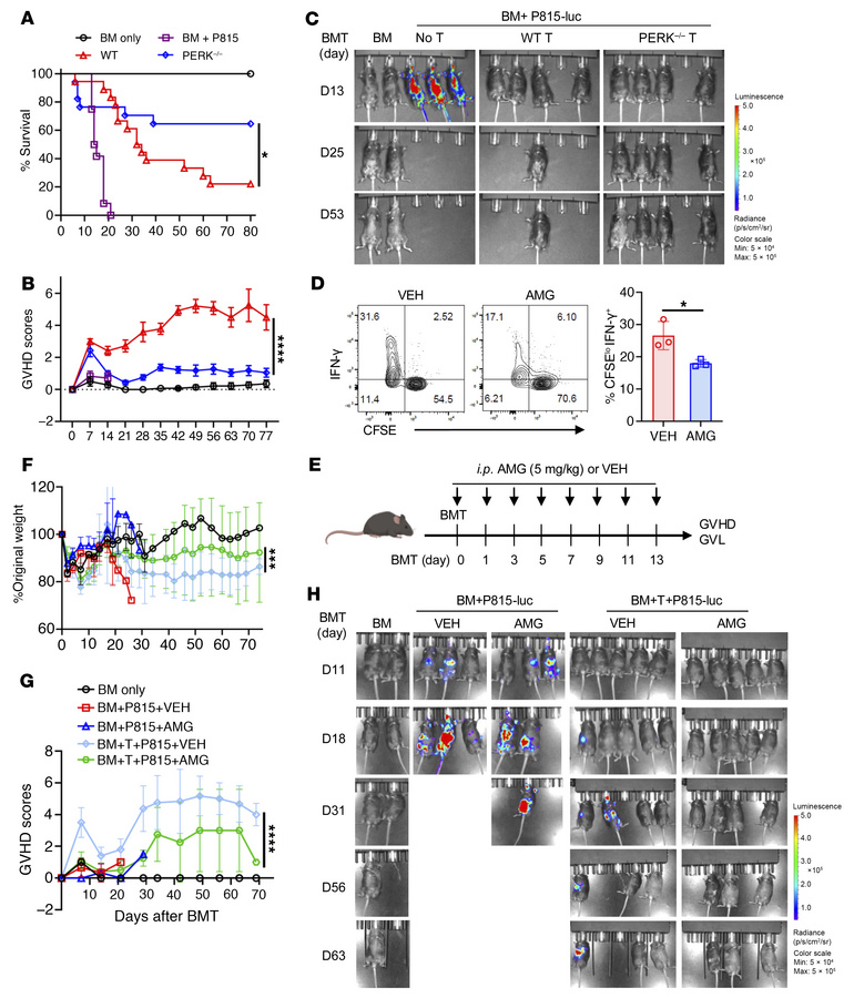 PERK deficiency in donor T cells does not impact their GVL activity whil...