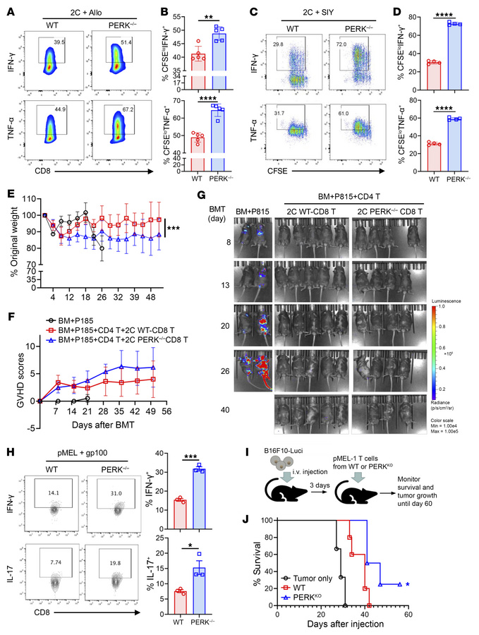 PERK inhibits CD8+ T cell responses.
(A and B) CD8+ T cells isolated fro...