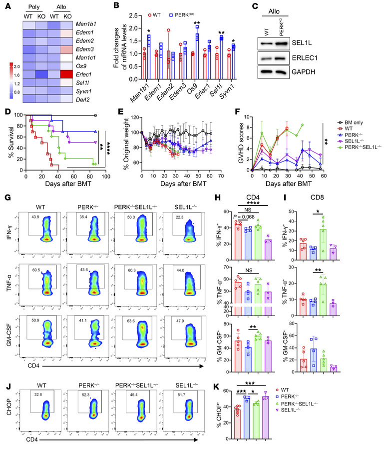 PERK regulates T cell allogeneic responses through ERAD.
(A) T cells fro...