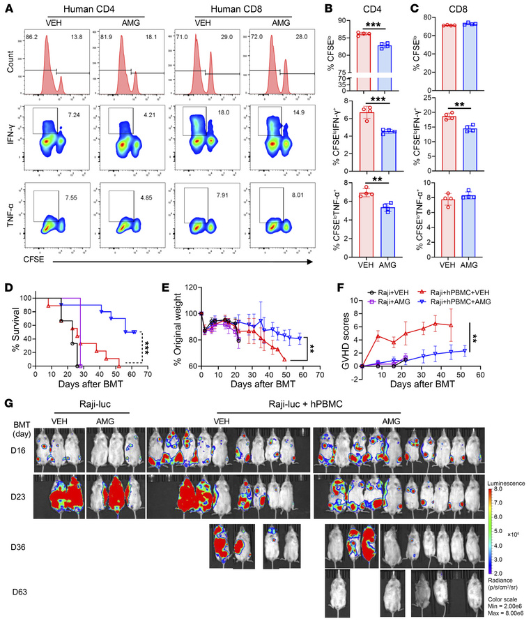 Inhibition of PERK reduces GVHD induced by human T cells while maintaini...