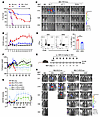 PERK deficiency in donor T cells does not impact their GVL activity while r
