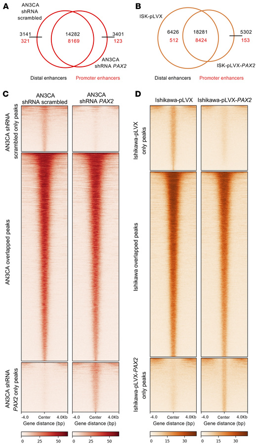 
PAX2 KD and reexpression alter enhancer profiles per H3K27ac ChIP-Seq.
...