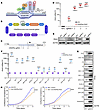 Reversal of PAX2 silencing by CRISPRa.