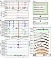PAX2 silencing is associated with loss of promoter-proximal active enhancer