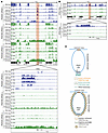 Cohesin-mediated 3D genome organization and focal PAX2 silencing in EC.