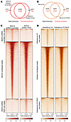 PAX2 KD and reexpression alter enhancer profiles per H3K27ac ChIP-Seq.