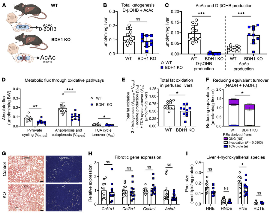 Loss of hepatocyte BDH1 impairs total hepatic fat oxidation but does not...