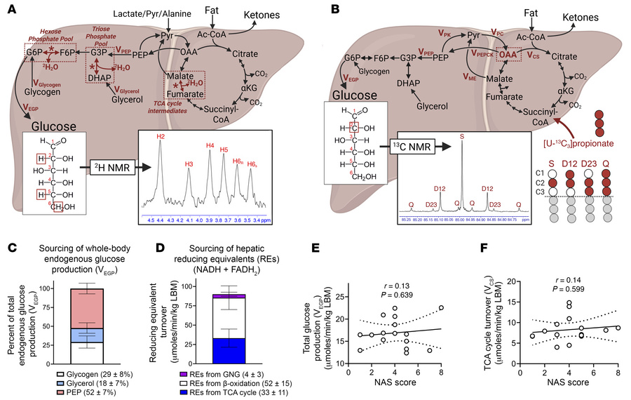 Liver injury does not correlate with endogenous glucose production (EGP)...