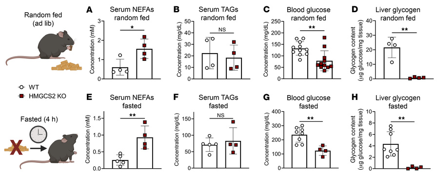 Ketogenic insufficiency induces relative hypoglycemia in HFCR diet–fed m...
