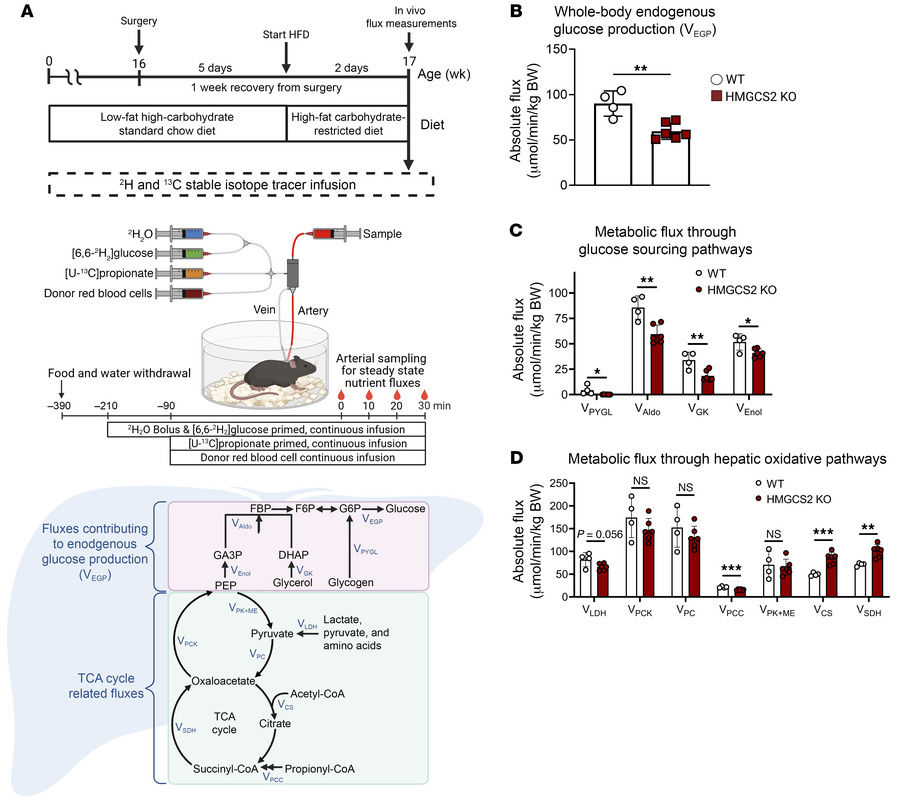 Ketogenic insufficiency diminishes gluconeogenesis in mice.
(A) Overview...
