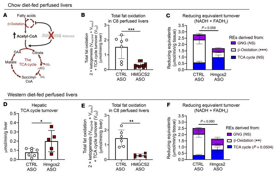 Ketogenic insufficiency impairs fat oxidation in perfused livers.
(A) Pr...