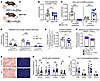 Loss of hepatocyte BDH1 impairs total hepatic fat oxidation but does not ex