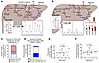 Liver injury does not correlate with endogenous glucose production (EGP) or