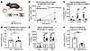 Loss of hepatocyte HMGCS2 impairs fasting ketosis.