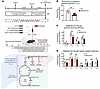 Ketogenic insufficiency diminishes gluconeogenesis in mice.