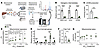 Ketogenic insufficiency impairs fat oxidation in isolated mitochondria.