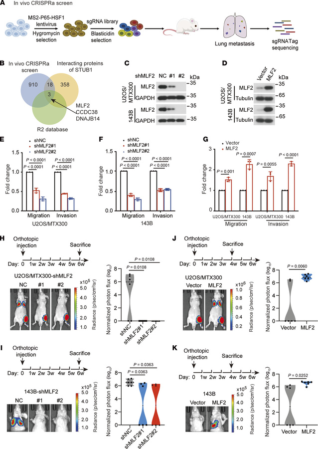 In vivo genome-wide CRISPR activation screen identifies genes promoting ...