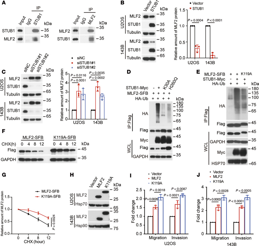 STUB1 is the E3 ligase responsible for the ubiquitination and degradatio...