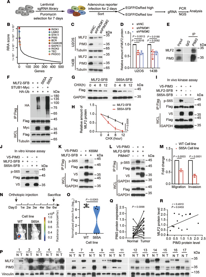 PIM3 stabilizes MLF2 by phosphorylating MLF2 at S65.
(A) Schematic of ML...
