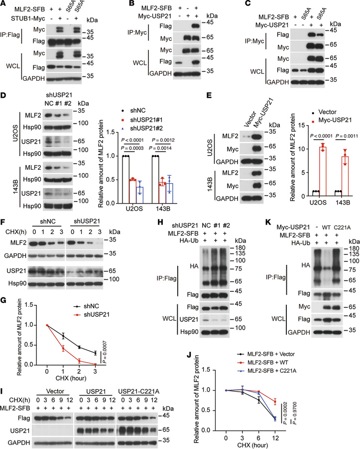 The phosphorylation of MLF2 at S65 contributed to its binding with USP21...