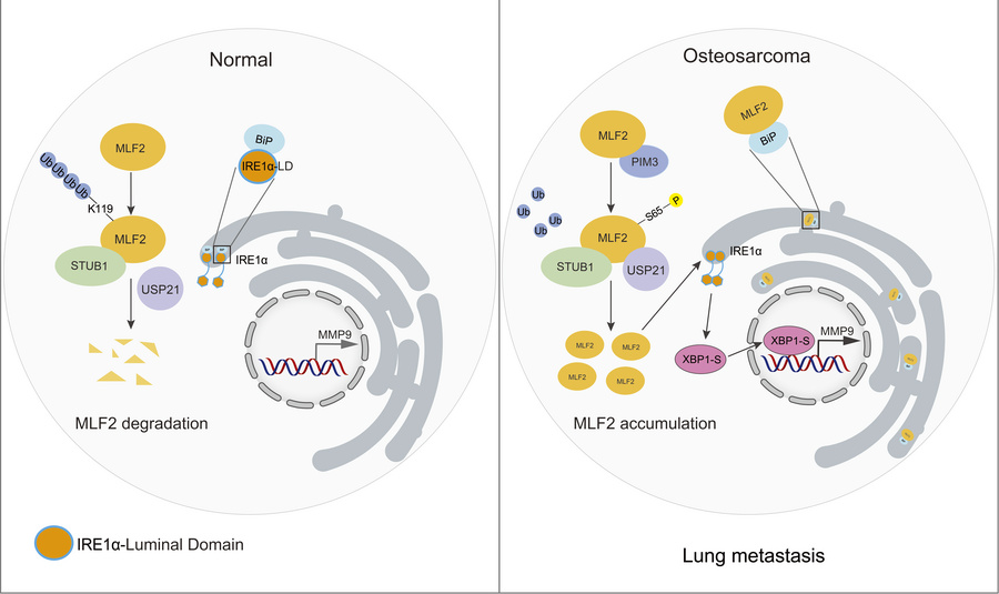 graphical abstract