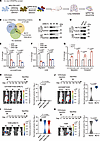 In vivo genome-wide CRISPR activation screen identifies genes promoting lun