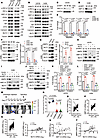 MLF2 promotes lung metastasis of osteosarcoma by activating IRE1α/XBP1-S-MM