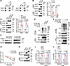 STUB1 is the E3 ligase responsible for the ubiquitination and degradation o