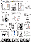 PIM3 stabilizes MLF2 by phosphorylating MLF2 at S65.