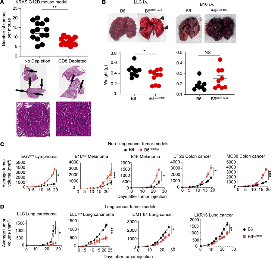 CD8+ T cells accelerate lung adenocarcinoma growth.
(A) Number of tumors...