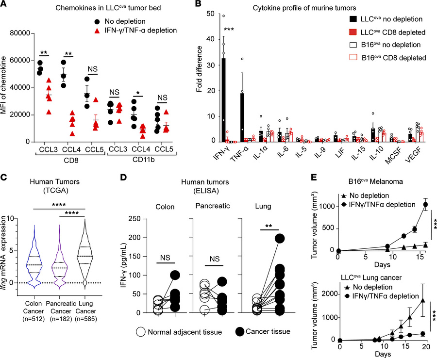 Lung tumor microenvironment is enriched for IFN-γ.
(A) MFI of chemokines...
