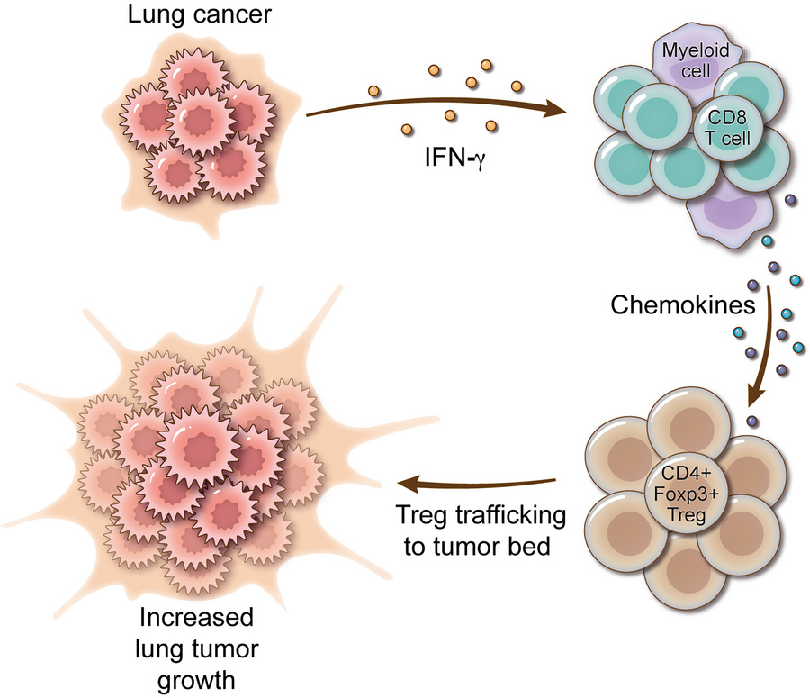 graphical abstract