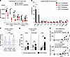 Lung tumor microenvironment is enriched for IFN-γ.