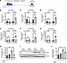 PA-induced lipotoxic ER stress epigenetically orchestrates S100A11 transcri