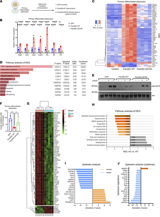 Induction of adipocyte Fam20c elicits a proinflammatory gene expression ...