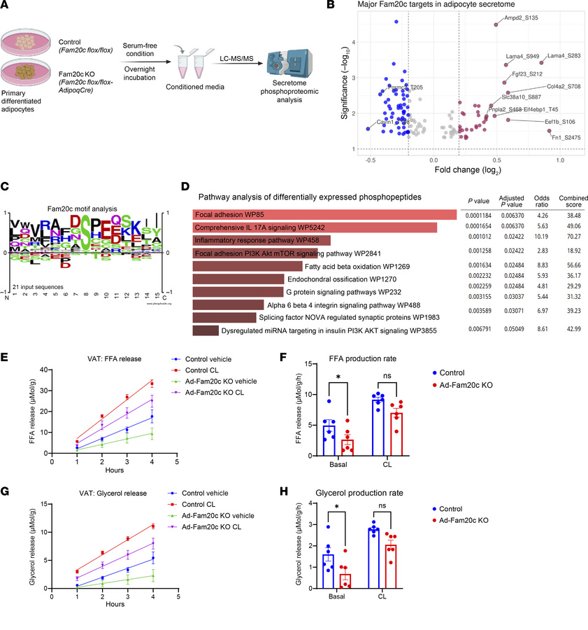 Adipocyte FAM20C phosphorylates a distinct set of secreted proteins.
(A)...