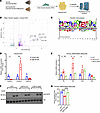 Obesity-induced FAM20C in VIS WAT phosphorylates proteins, causing AT dysfu