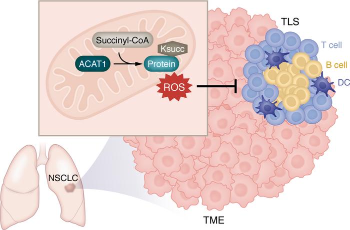 Acetyl-CoA acetyltransferase 1 functions as a metabolic regulator of ter...
