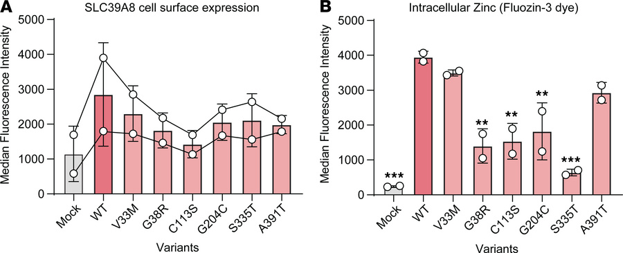Disease-associated variants decrease expression and function of SLC39A8....