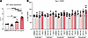 EFV-S and compound 9 increase MT1 gene expression and TEER in primary murin