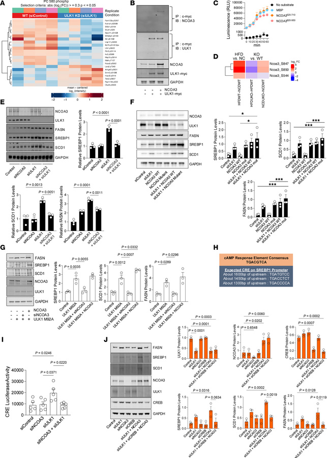 Phosphorylation of NCOA3 by ULK1 blocks lipogenesis by modulating transc...