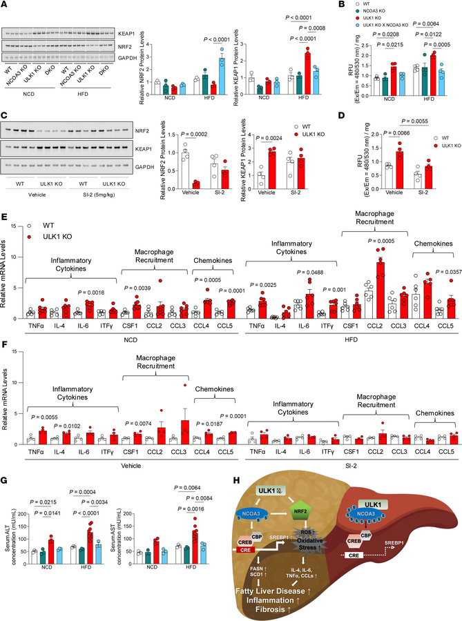 UKL1 deficiency represses NRF2 signaling and promotes oxidative stress a...